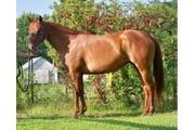 Sorrel Quarter Horse For Sale
